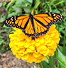 monarch