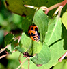 multicolored Asian lady beetle