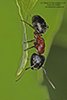 New York carpenter ant