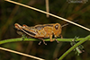 North American spur-throated grasshopper (Melanoplus sp.)