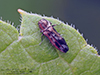 native ash borer