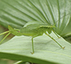 northern bush katydid