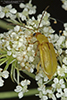 northern corn rootworm beetle