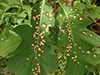 oak leaf gall midge
