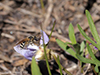 orange-legged furrow bee