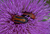 orange blister beetle