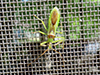 pale green assassin bug