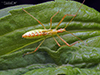 pale green assassin bug