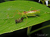 pale green assassin bug