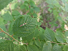 pale green assassin bug