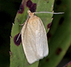 pallid leafroller moth