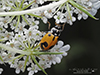 parenthesis lady beetle