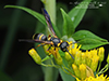 perennial mason wasp perennial mason wasp