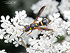 perennial mason wasp perennial mason wasp
