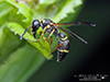 perennial mason wasp perennial mason wasp