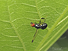 picture-winged fly (Pseudoseioptera albipes)