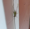 pine tree cricket