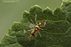 plant bug (Hyaliodes harti)