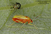 plant bug (Family Miridae)