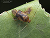 plant bug (Neolygus sp.)