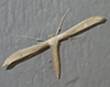 plume moth (Hellinsia sp.)