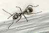 podzol ant