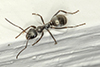 podzol mound ant