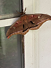polyphemus moth