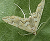 pondside pyralid moth