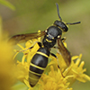potter wasp (Eumeninae)