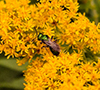 pure green sweat bee