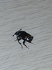pustulated carrion beetle