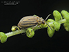 ragweed leaf beetle