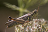 red-legged grasshopper
