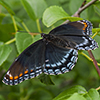 red-spotted purple
