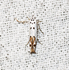 red-streaked mompha moth