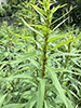red goldenrod aphid