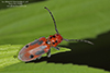 red milkweed beetle