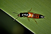 red rove beetle