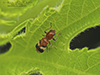 reddish checkered beetle