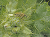 rhubarb weevil