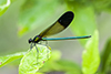 river jewelwing