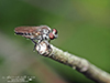 robber fly (family Asilidae)