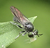 robber fly (Cerotainia sp.)