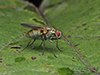 root-maggot fly (Hydrophoria lancifer)