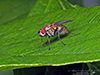 root-maggot fly (Hydrophoria lancifer)