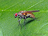 root-maggot fly (Hydrophoria lancifer)