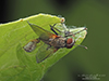 root maggot fly (Hydrophoria lancifer)