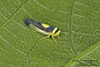 saddleback leafhopper