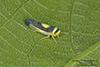 saddled leafhopper